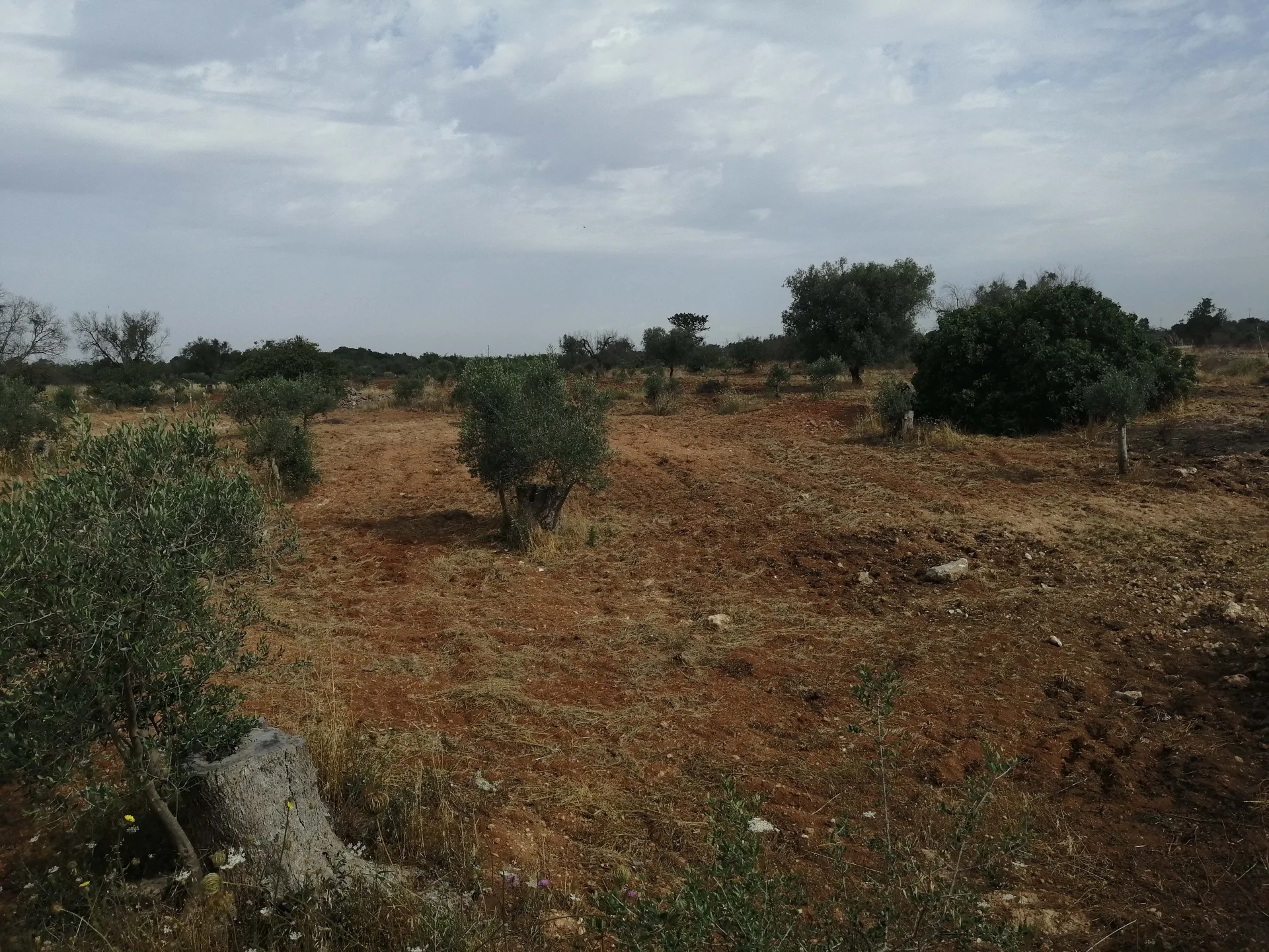 terreno agricolo — Foto 4 di 8