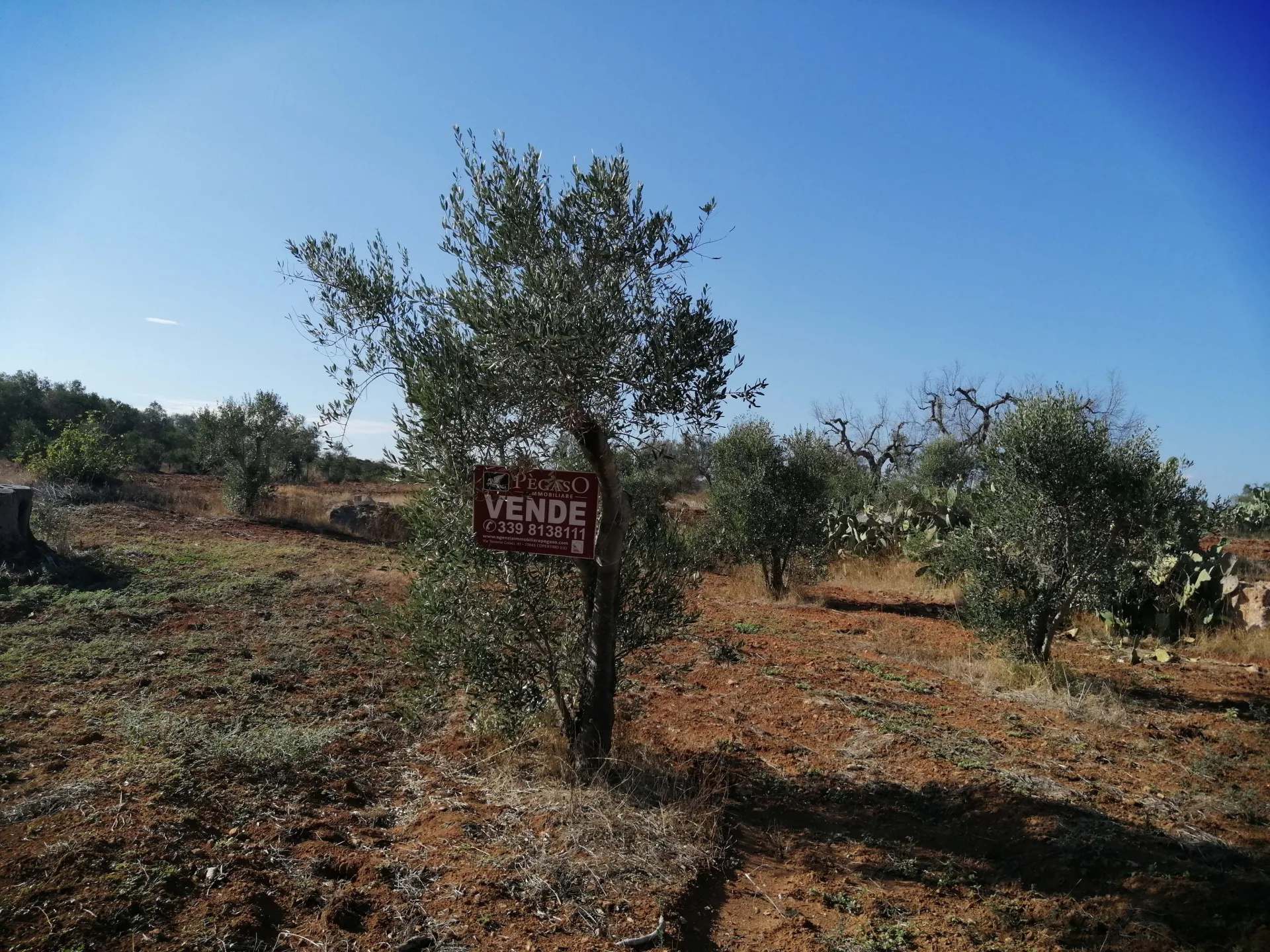 terreno agricolo — Foto 6 di 8