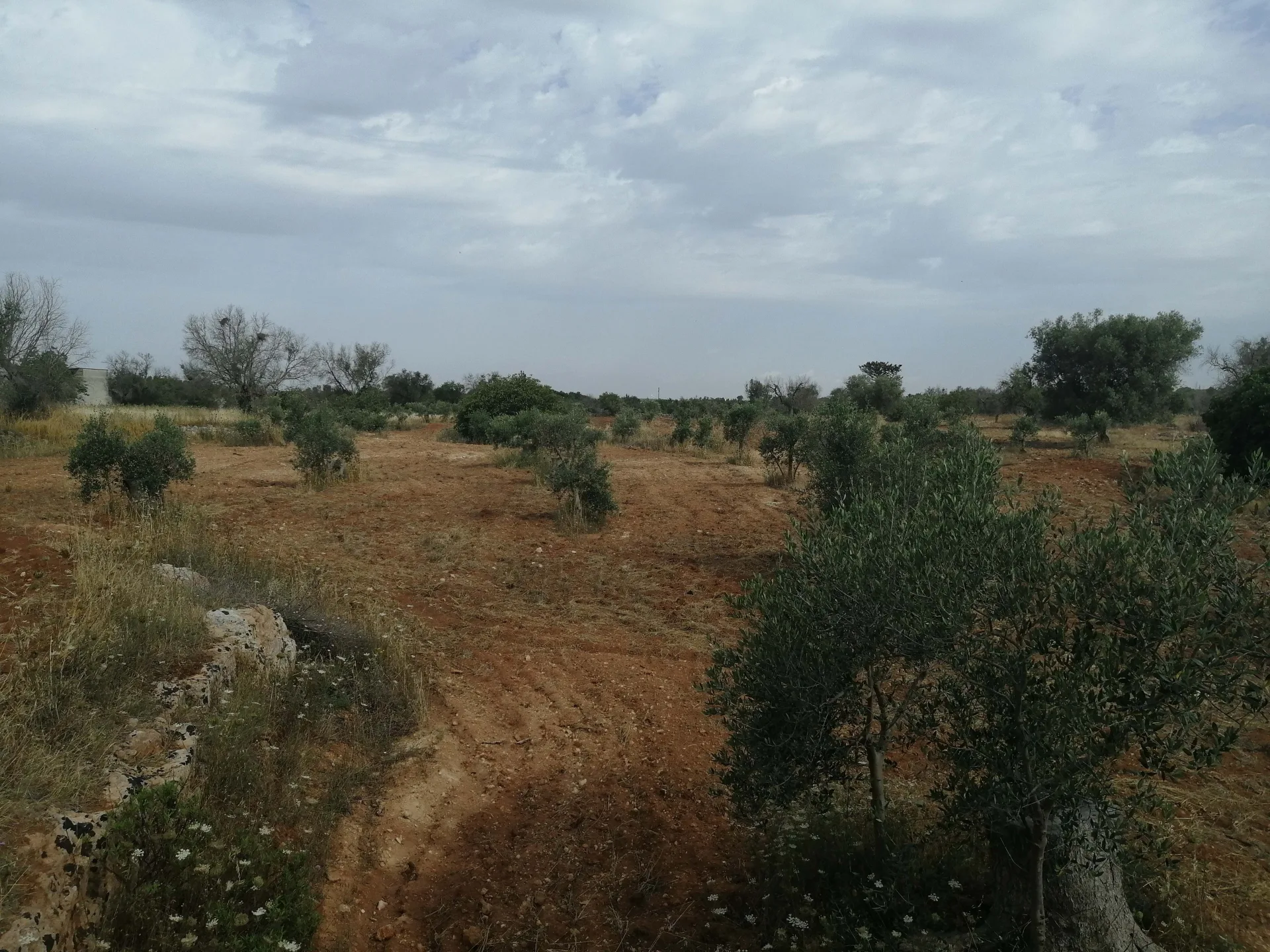 terreno agricolo — Foto 7 di 8
