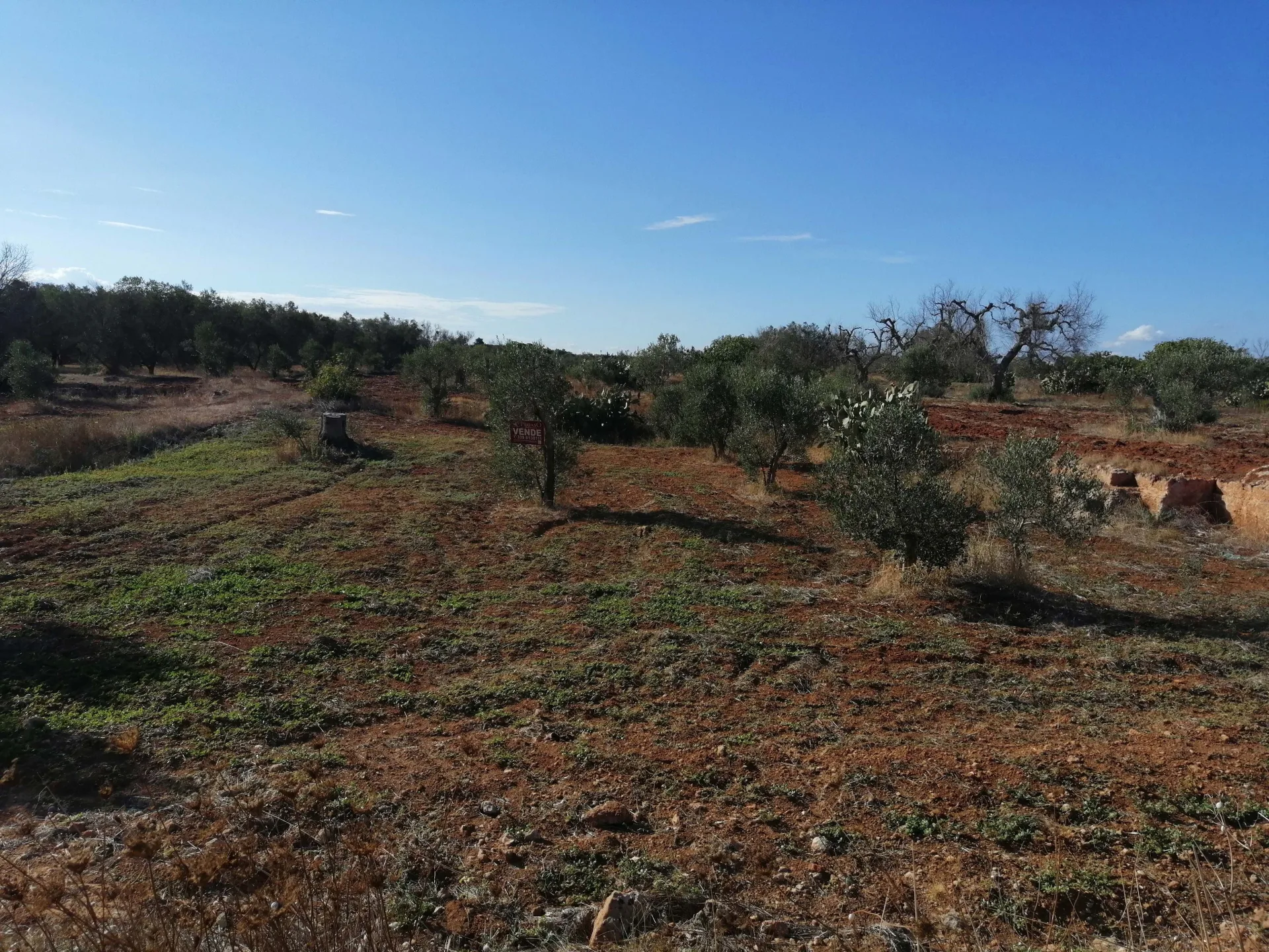 terreno agricolo — Foto 8 di 8