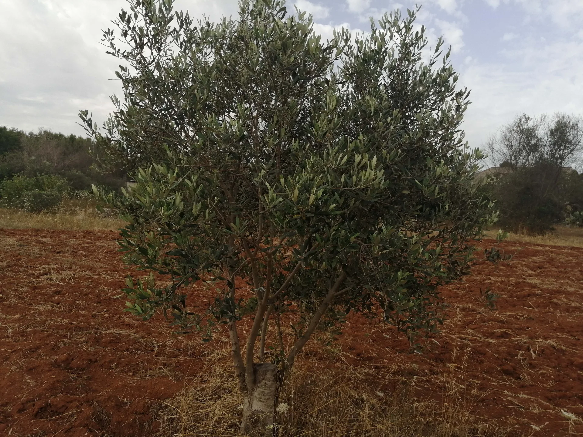 terreno agricolo — Foto 5 di 8