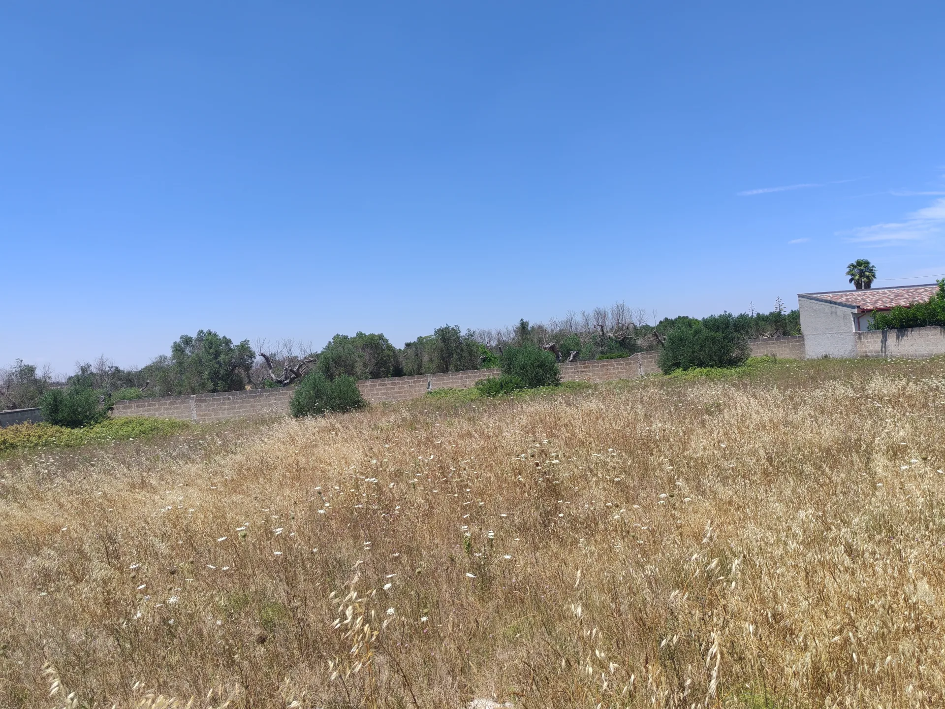 Terreno Agricolo via San Pietro in Lama — Foto 7 di 9