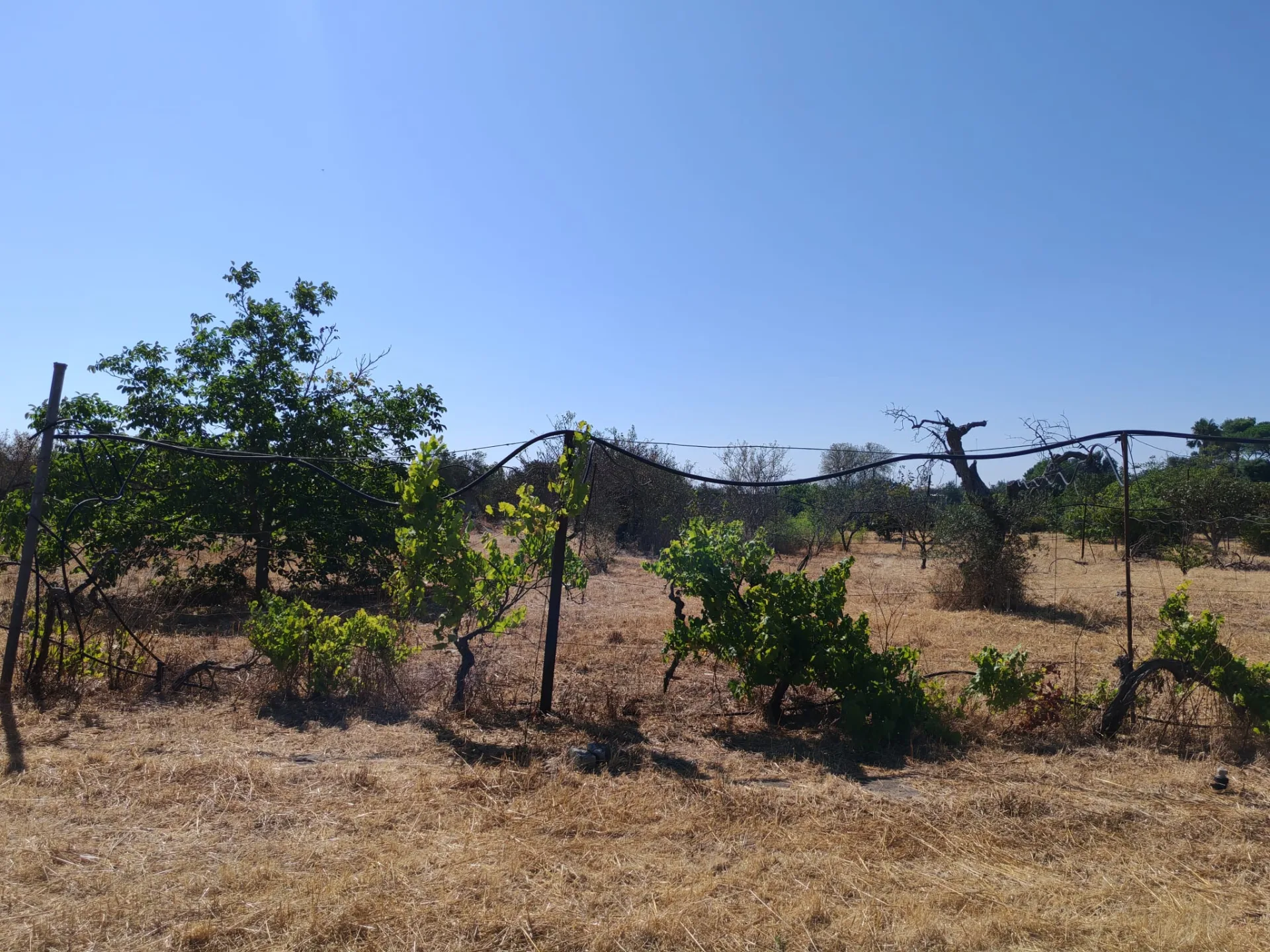 Casolare con volte a stella e a botte e 6.500 mq di terreno — Foto 9 di 15